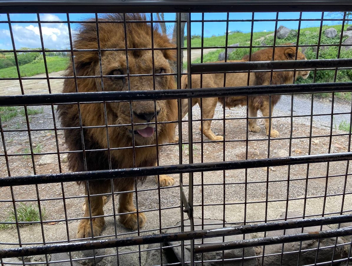 아프리칸사파리